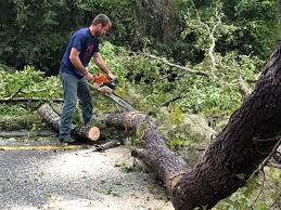 Best Fruit Tree Pruning  in Greencastle, IN