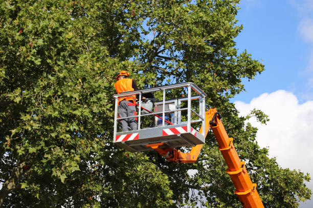 Why Choose Our Tree Removal Services in Greencastle, IN?